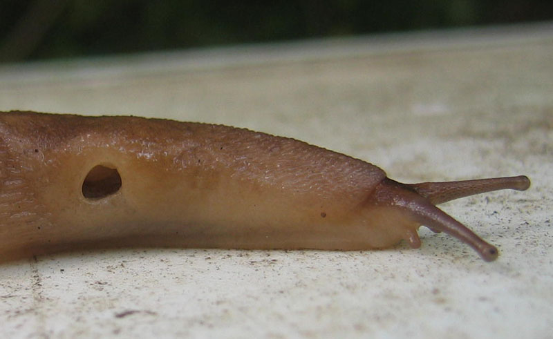 Limax montanus da Sopramonte (TN)